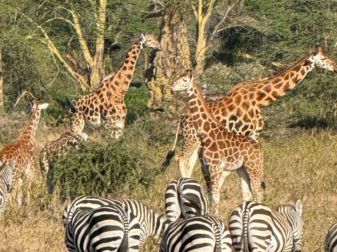 Pinnacle Alpine Tours and Treks-Naro Moru必去景点