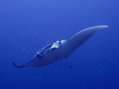 Scuba Junkie Komodo-Labuan Bajo必去景点