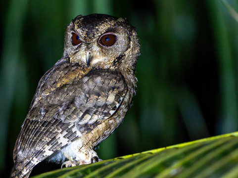 Elegant Tours Sri Lanka-Debarawewa必去景点