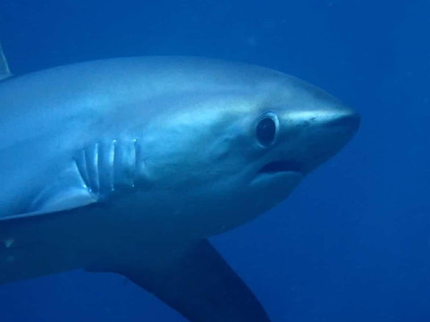 妈妈拍丝瓜岛维达海滩潜水中心-妈妈拍丝瓜岛必去景点