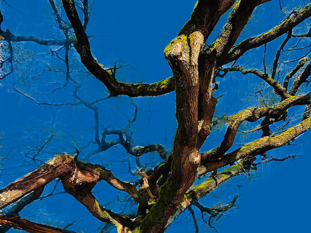 Chêne parapluie-Lathus-Saint-Remy必去景点