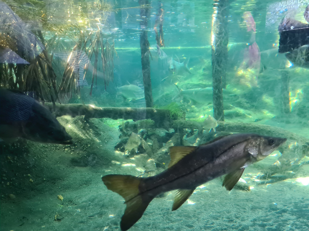Aquarium de la Guadeloupe-Le Gosier必去景点