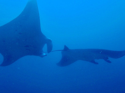 Himmafushi Scuba Adventure-Himmafushi Island必去景点