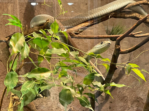 Malmo Reptile Center-马尔默必去景点