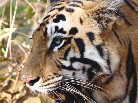 Tadoba Andhari National Park-Chandrapur District必去景点