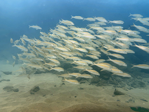 Sammy Scuba Diving-拉海纳必去景点