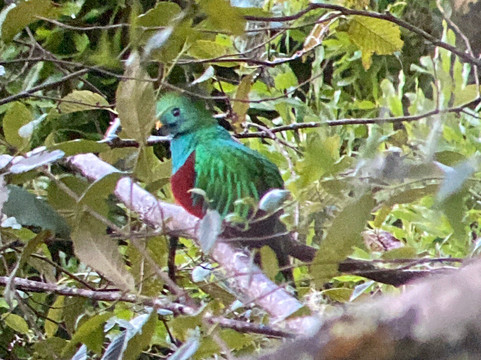 Highland Birds Tours