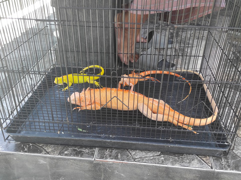 Tanah Lot Bali-Tanah Lot必去景点