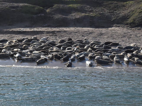 Billy Shiel's Boat Trips-Seahouses必去景点