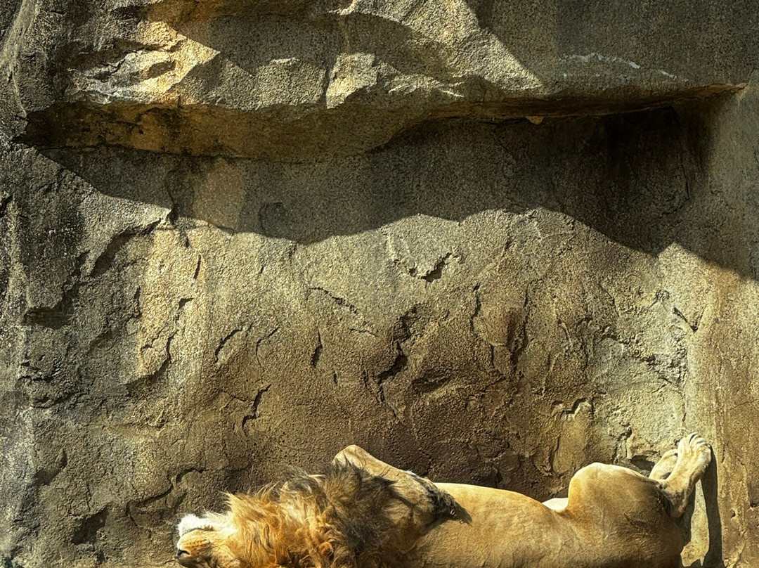 八木山动物公园-仙台市必去景点