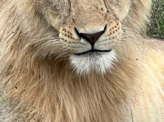 Leopard Tours Limited-阿鲁沙必去景点