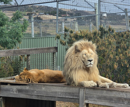 Zoodoo野生动物园-Richmond必去景点