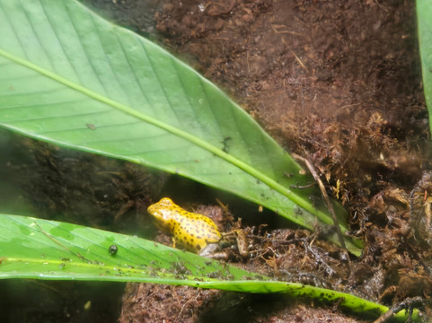 EVACC Foundation - El Valle Amphibian Conservation Center Foundation-安东谷必去景点