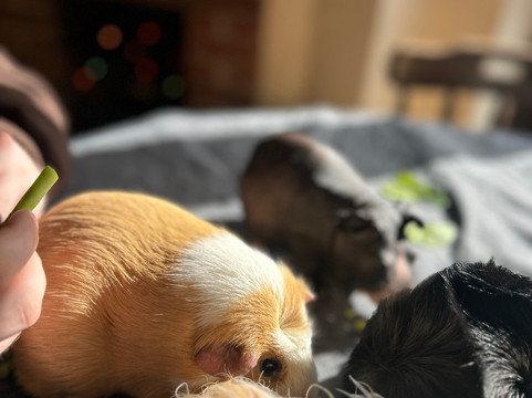 Cavies & Cake-Fakenham必去景点