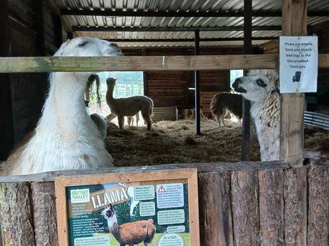 Secret Valley Wildlife Park-韦克斯福德必去景点