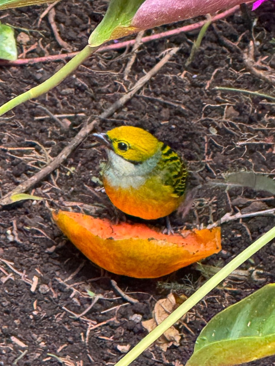 博克特花园旅馆-官方