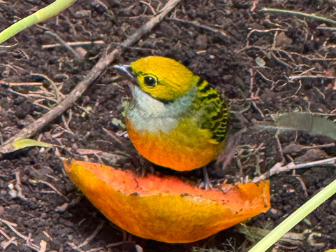 博克特花园旅馆主图