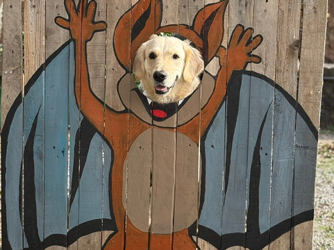 Grottes de Neptune-Couvin必去景点