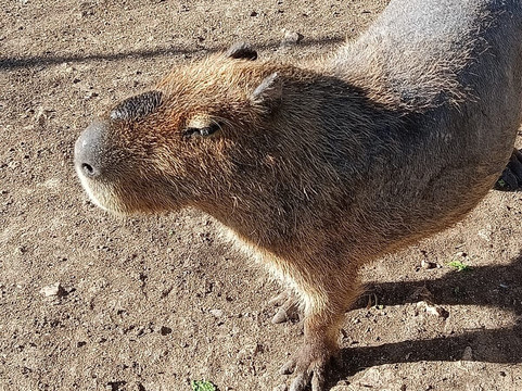 Melios Zoo-尼科西亚必去景点
