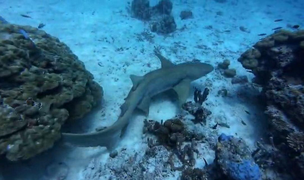 Koamas Dive & Water Sports Centre-Madivaru必去景点