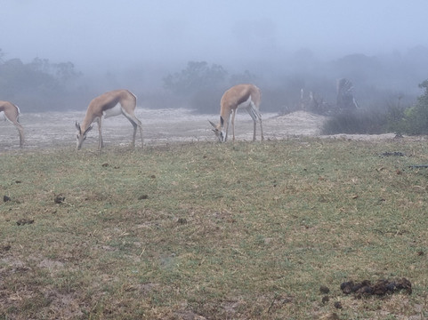 Buffelsfontein Game & Nature Reserve - Day Tours-Darling必去景点
