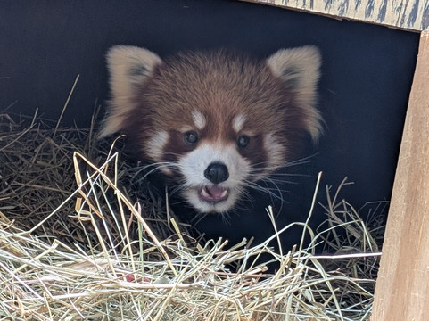 哥伦布动物园-Powell必去景点