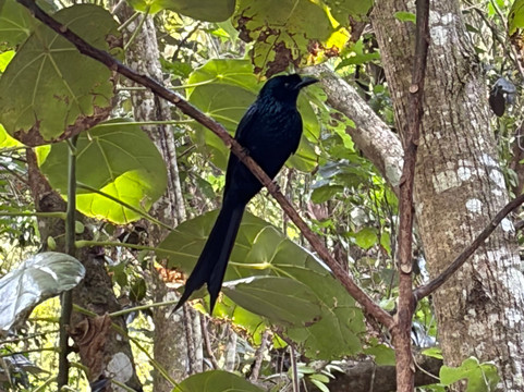 NomadicTribes | Andaman-Swaraj Dweep必去景点