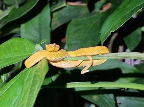 Tarantulas Way-卡维塔必去景点