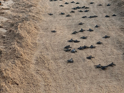 Nature Paradise Travels-科伦坡必去景点