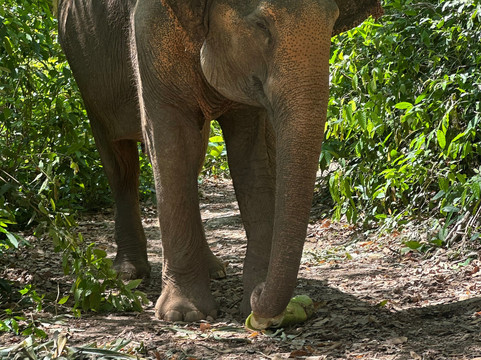 Phuket Elephant Nature Reserve-他朗必去景点