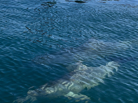 Augusta River tours-奥古斯塔必去景点