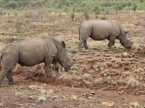 Pilanesberg National Park-太阳城必去景点