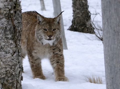 北极公园-Bardu Municipality必去景点