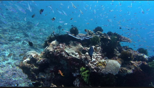 Nico Dives Cool - Day Tours-沙努尔必去景点