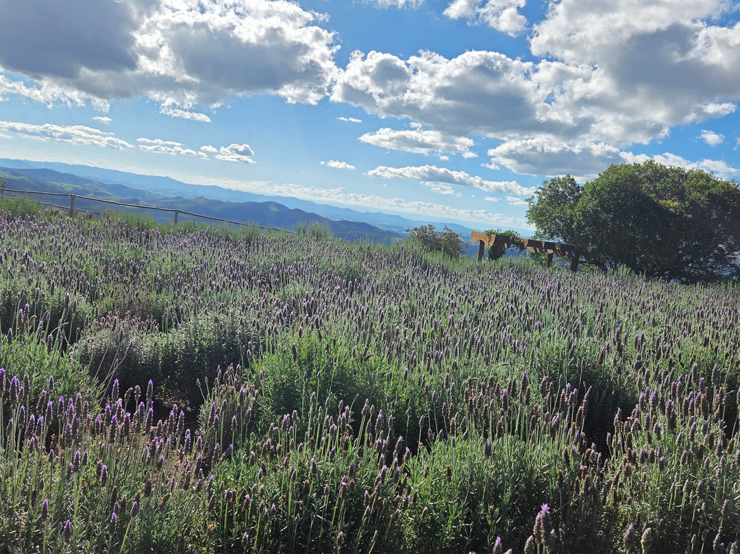 Lavandario-Cunha必去景点