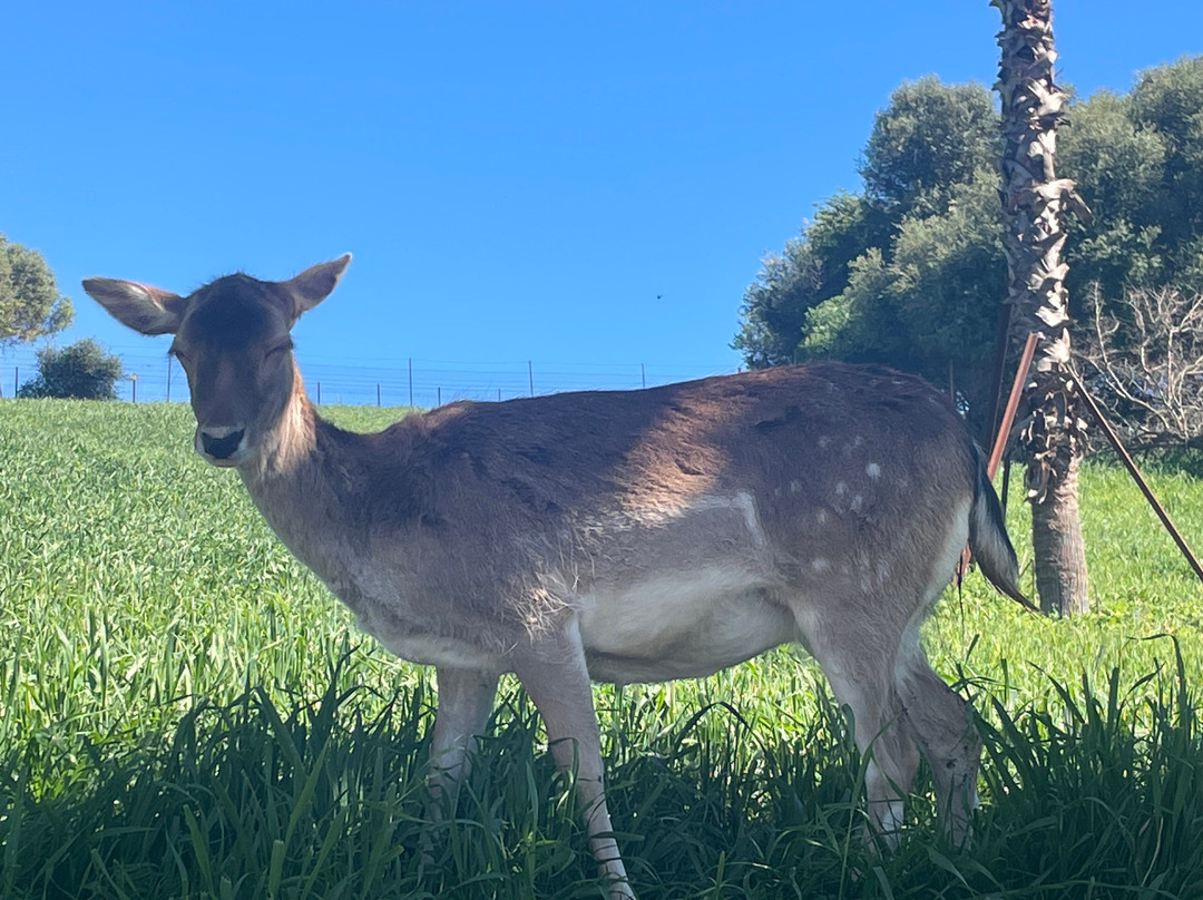 La Pequena Africa Animal Reserve-加的斯市必去景点