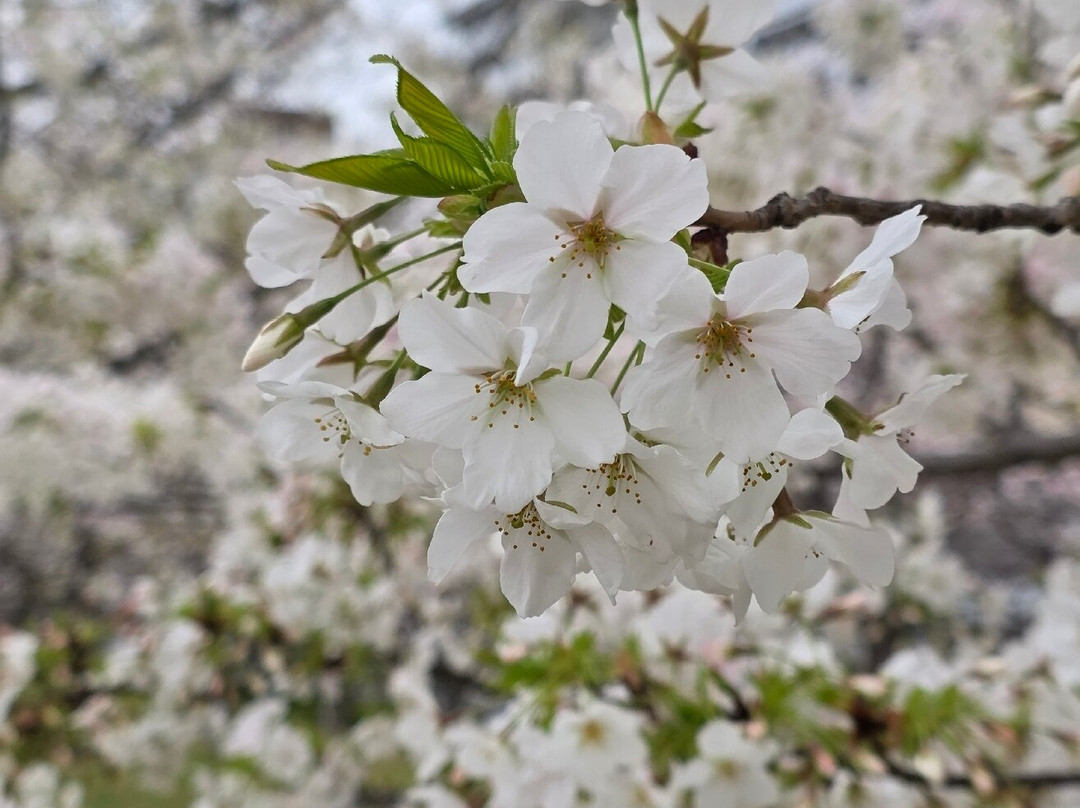 Komatsugawa Sembonzakura-江戸川区必去景点