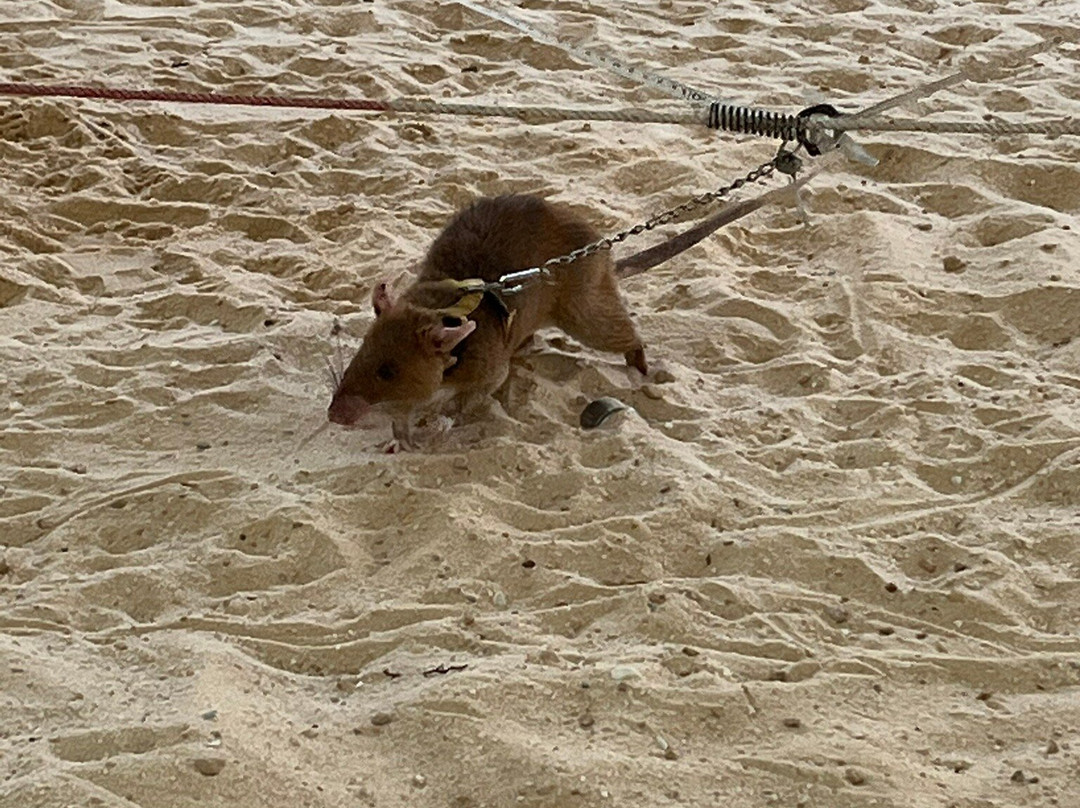 APOPO Visitor Center-暹粒必去景点