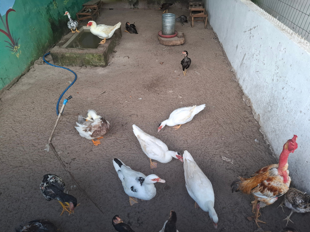 Fazendinha Parque Raposa