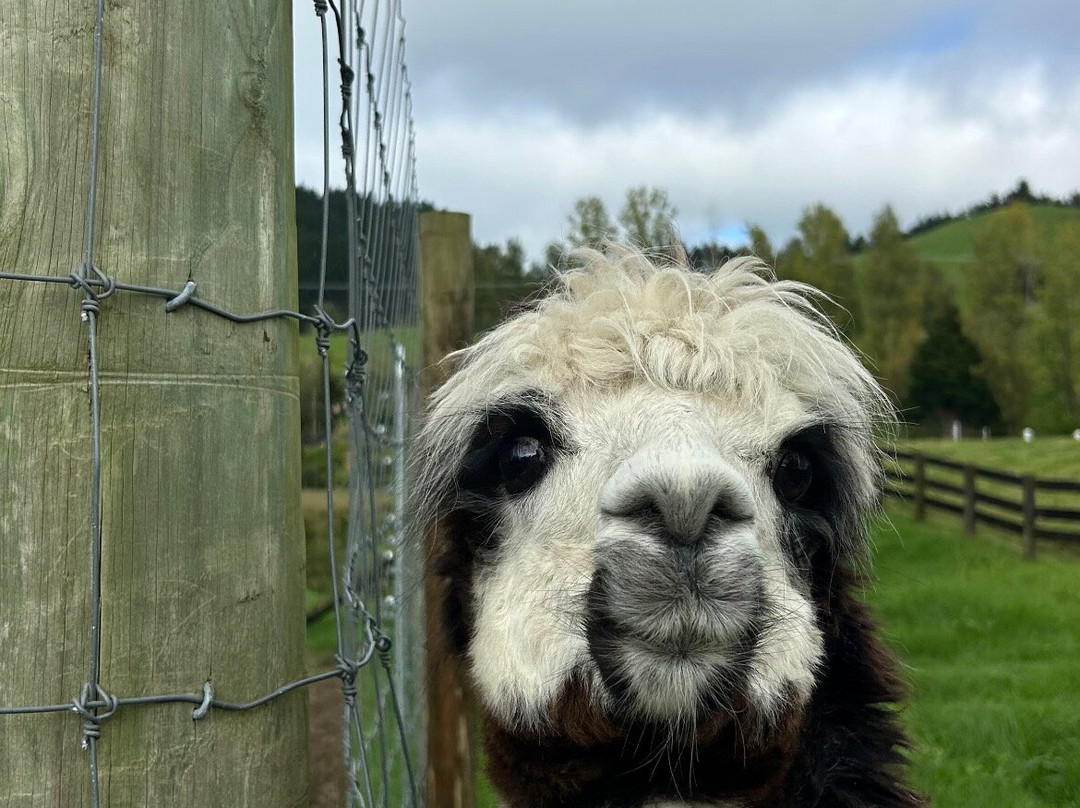 Sheepworld Farm Park-瓦卡沃夫必去景点