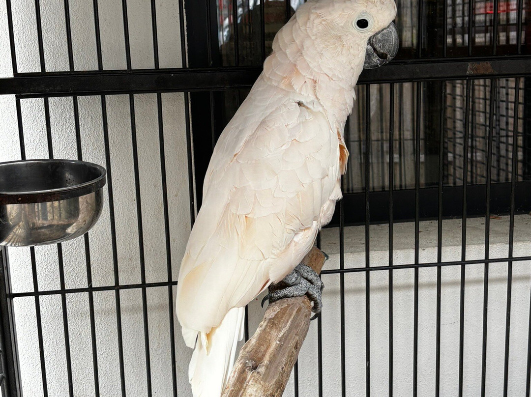 Ilha das Aves-Campanario必去景点