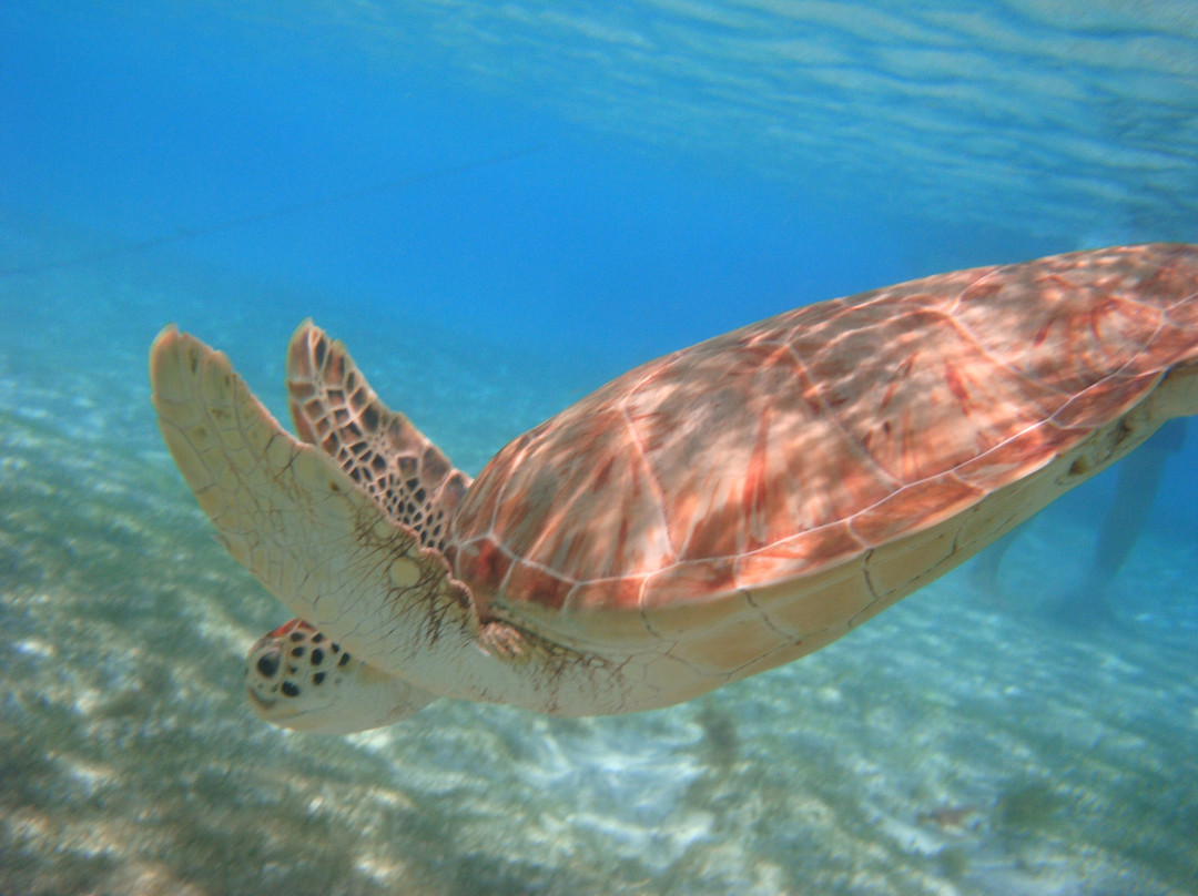 Froggy's Reef Tours and Snorkeling Carriacou-Carriacou Island必去景点