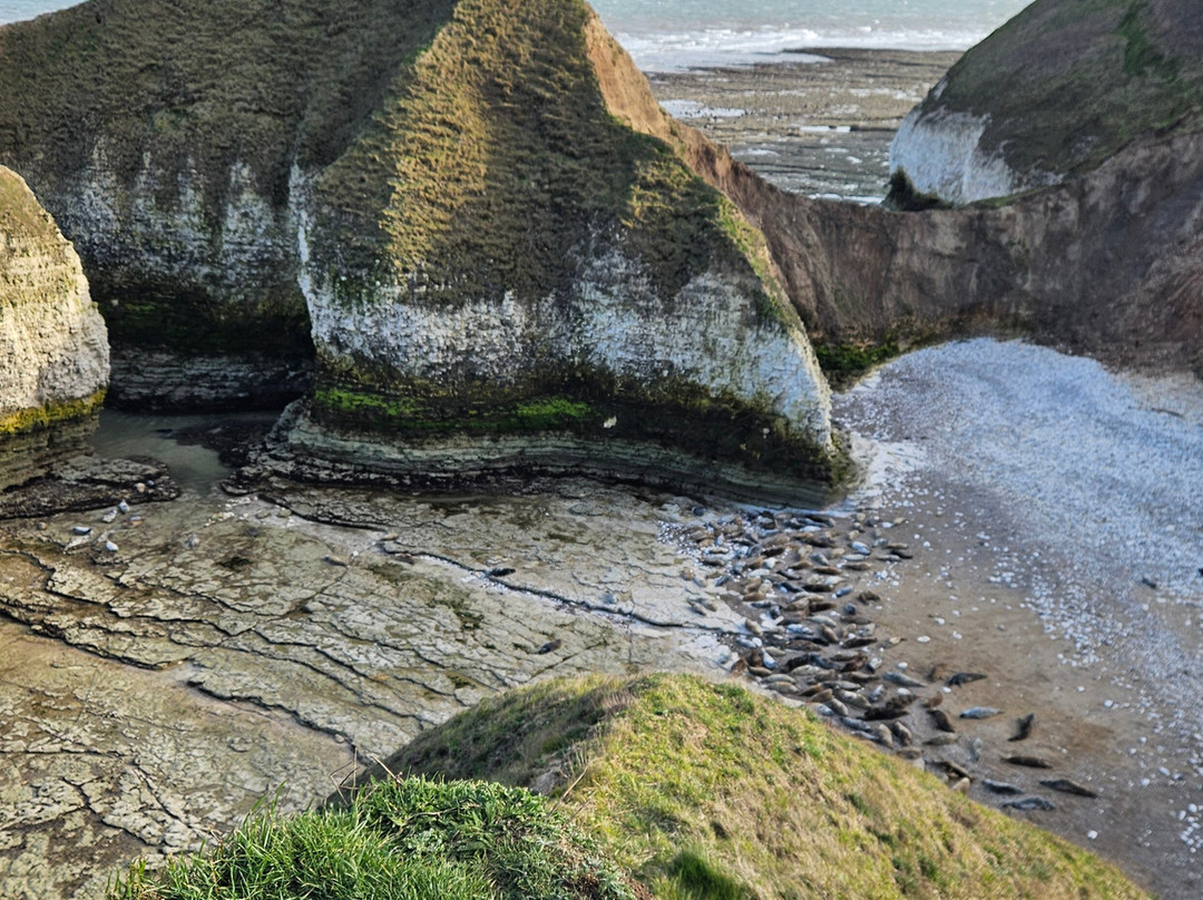 FLamborough Outer Headland-Flamborough必去景点