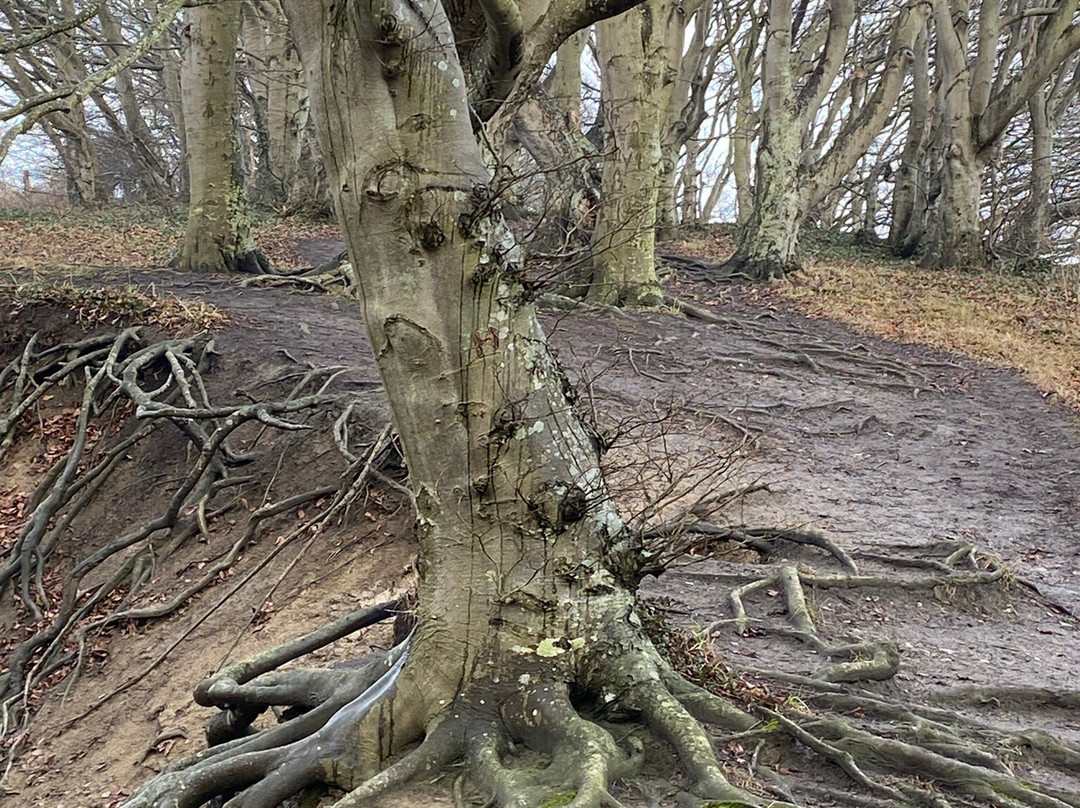 Nationalpark Mols Bjerge-Roende必去景点