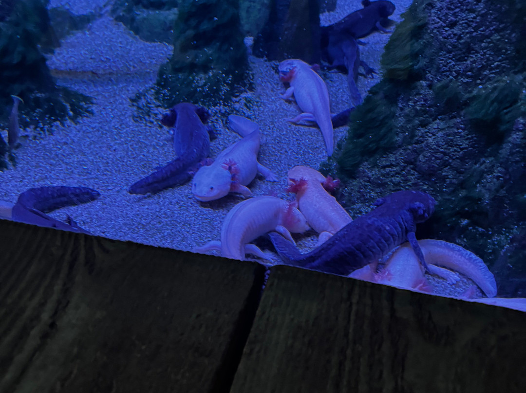 Aquarium De Touraine-Lussault-sur-Loire必去景点