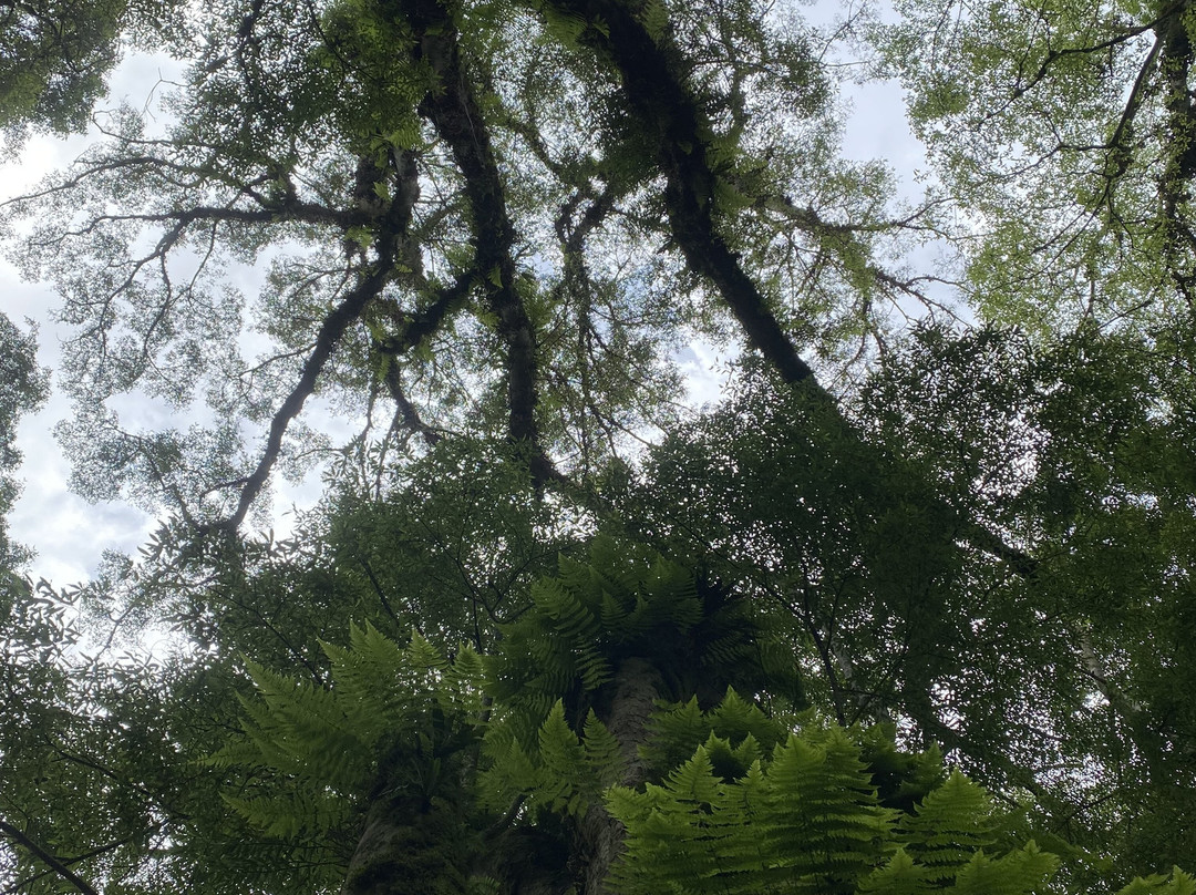 Tamblingan Jungle Trek And Lake Canoe Expedition-Buleleng必去景点