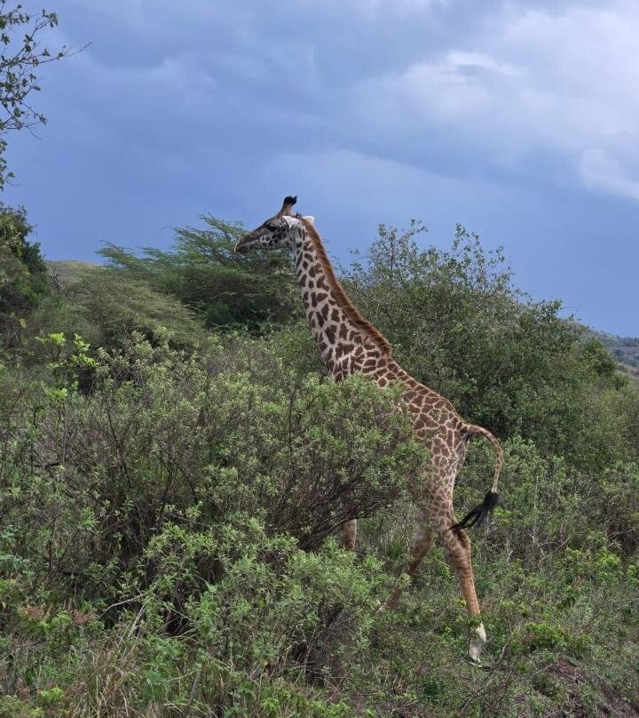Northern Masailand Safaris-阿鲁沙必去景点