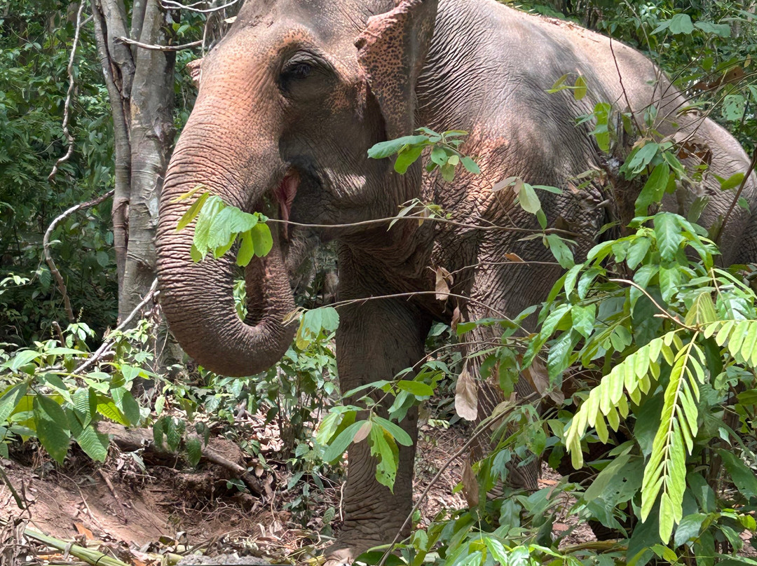 Phuket Elephant Nature Reserve-他朗必去景点