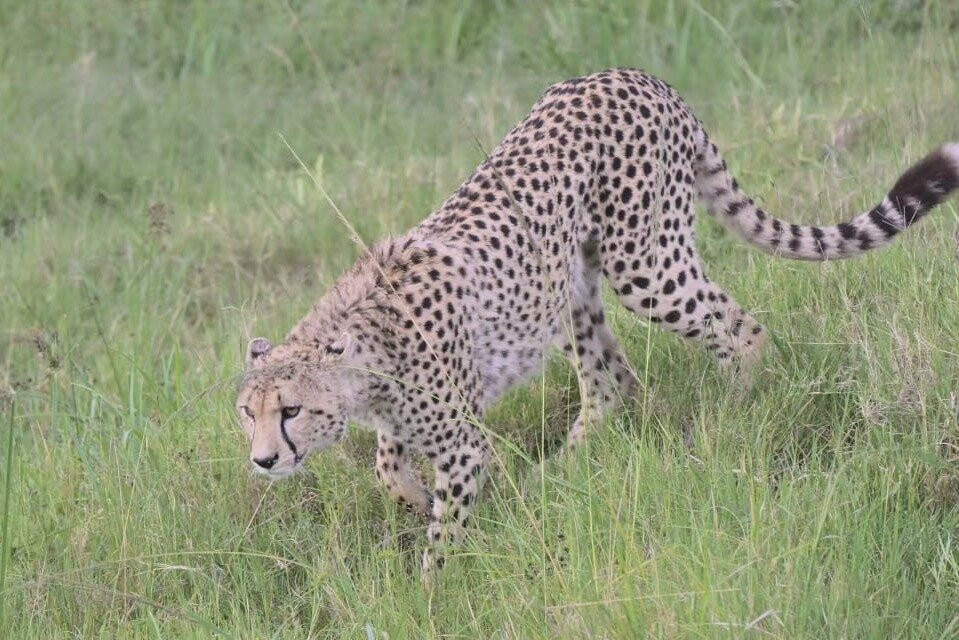 4days masai mara comical expedition safari