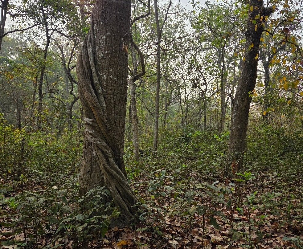 Chitwan National Park-苏拉哈必去景点